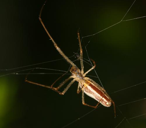 Tetragnatha sp.