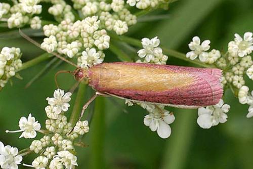 Oncocera semirubella