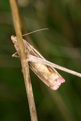 Oncocera semirubella