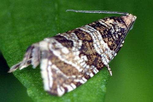 Celypha rivulana