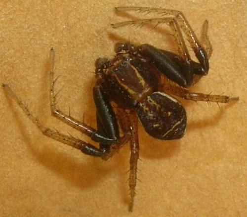 Xysticus sp.