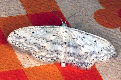 Idaea seriata