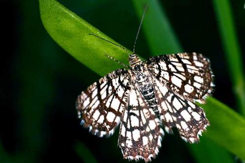 Chiasmia clathrata