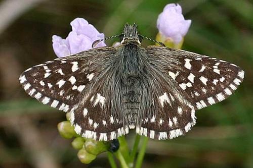 Pyrgus malvae