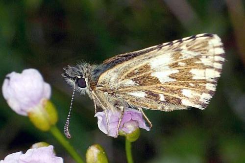 Réf. 18 118 : Pyrgus malvae