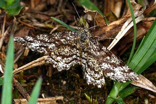 Réf. 18 120 : Ematurga atomaria