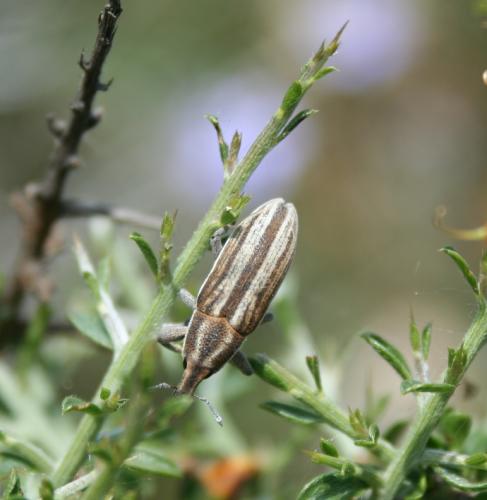 Lixoglyptus spartii