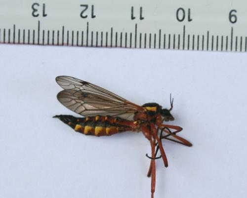 Ctenophora pectinicornis