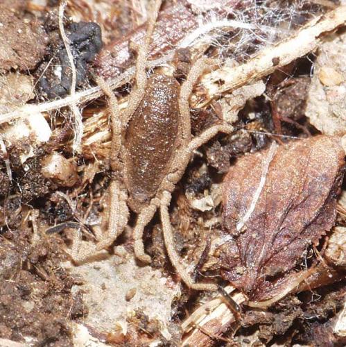 Trogulus sp.