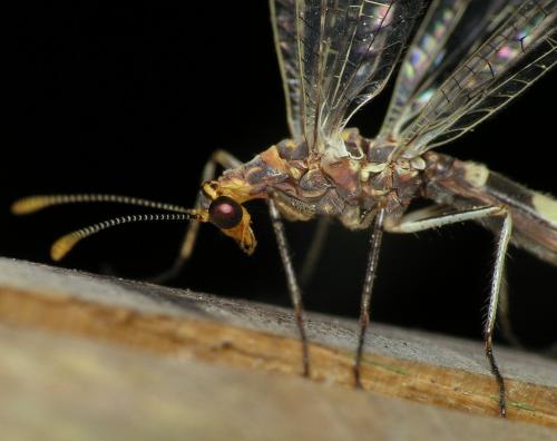 Megistopus flavicornis