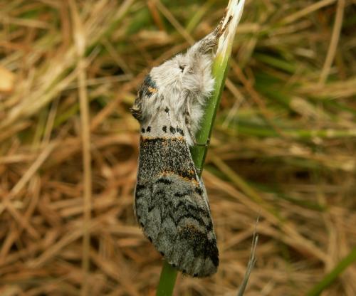 Furcula bifida