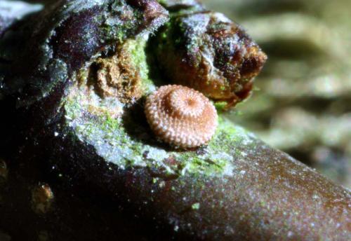 Laeosopis roboris