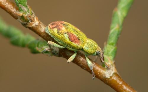 Réf. 18 181 : Coniatus tamarisci