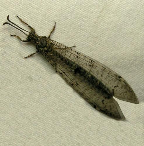 Réf. 18 978 : Distoleon tetragrammicus