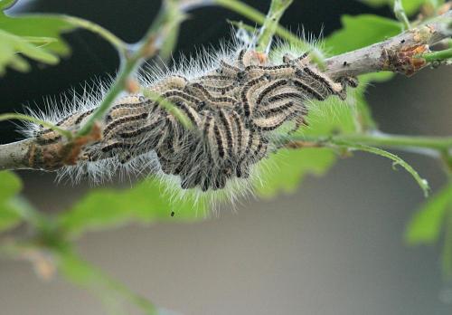 Thaumetopoea processionea