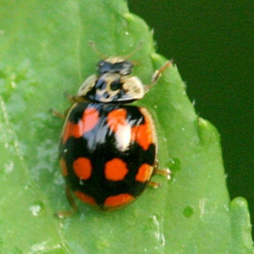 Adalia decempunctata