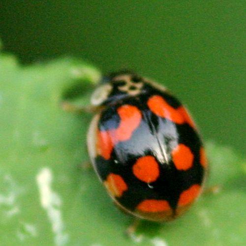 Adalia decempunctata