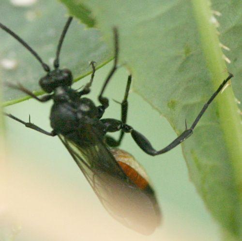 Ichneumoninae