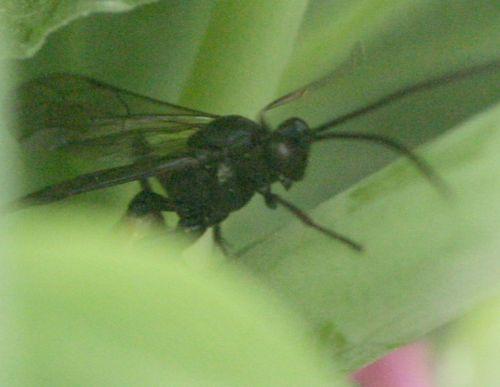 Ichneumoninae
