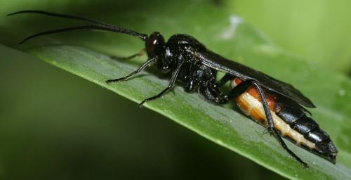 Ichneumoninae