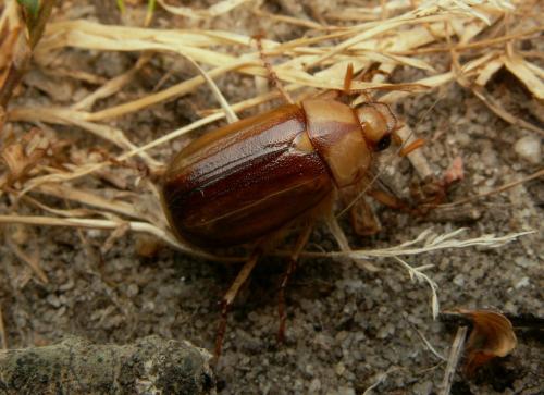 Réf. 18 222 : Rhizotrogus aestivus