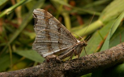 Réf. 18 224 : Macaria alternata