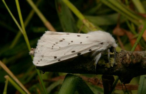 Réf. 18 250 : Spilosoma lubricipeda