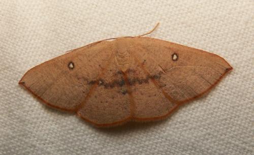 Cyclophora puppillaria