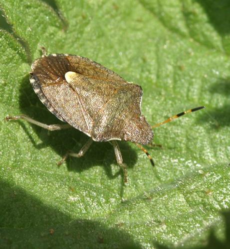 Réf. 18 062 : Peribalus strictus vernalis
