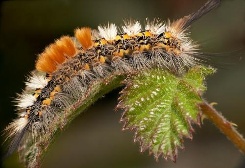 Orgyia recens