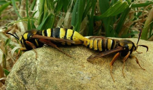 Sesia apiformis