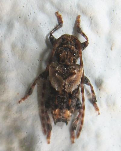 Réf. 18 454 : Pogonocherus hispidus