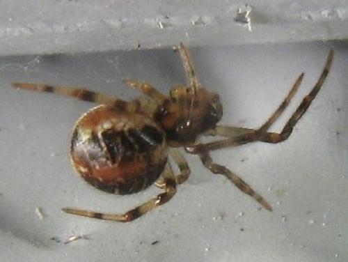 Phylloneta sp.