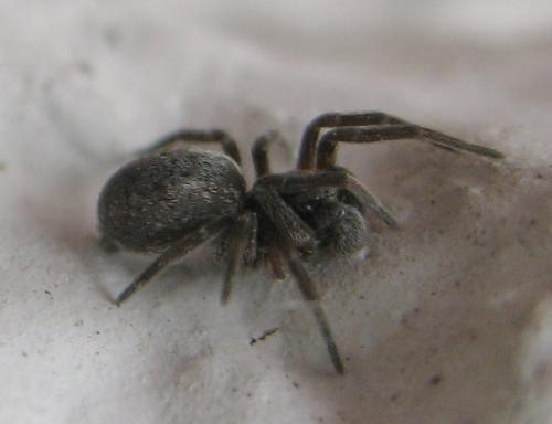 Réf. 18 321 : Brigittea civica