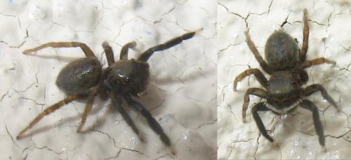 Réf. 18 836 : Euophrys frontalis