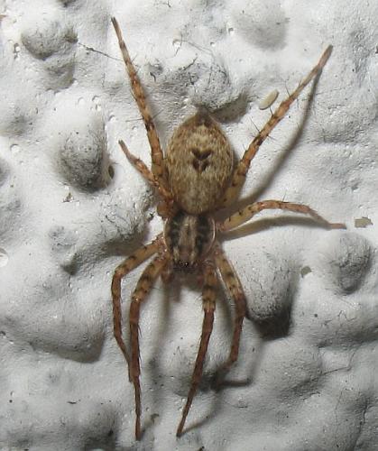 Réf. 18 112 : Anyphaena accentuata