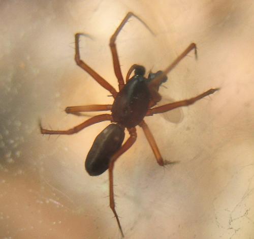 Linyphia hortensis