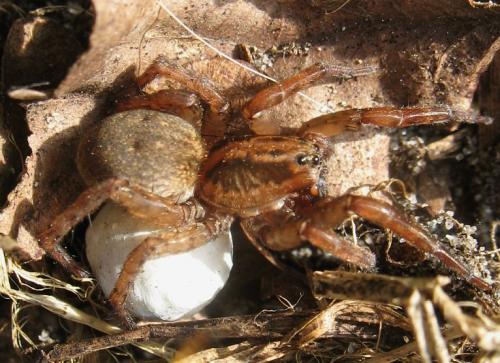 Trochosa sp.