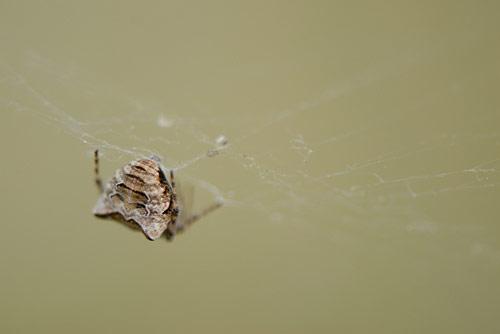 Gibbaranea bituberculata