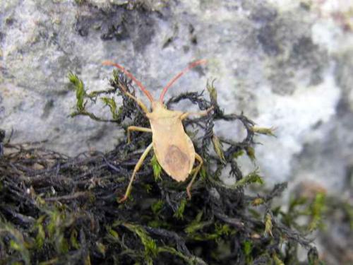 Gonocerus acuteangulatus