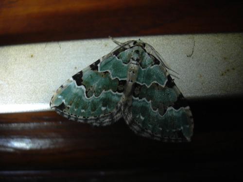 Colostygia pectinataria