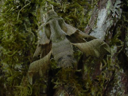 Réf. 18 588 : Proserpinus proserpina