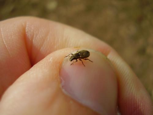 Sitona sp.