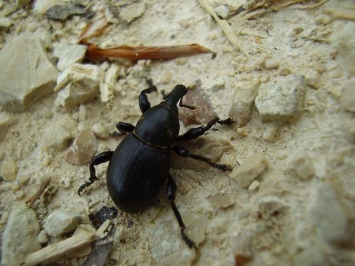 Liparus coronatus