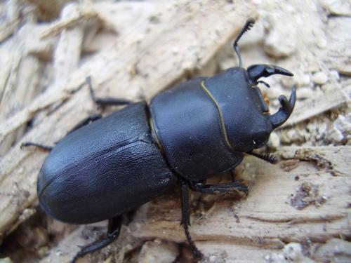 Réf. 18 560 : Dorcus parallelipipedus