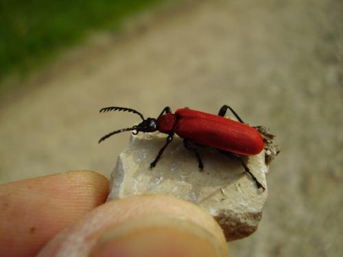 Réf. 18 615 : Pyrochroa coccinea