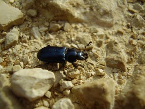 Platycerus sp.