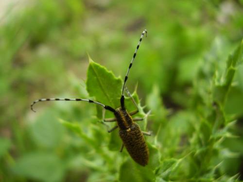 Agapanthia villosoviridescens