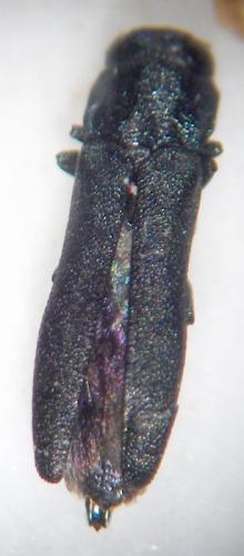Agrilus sp.