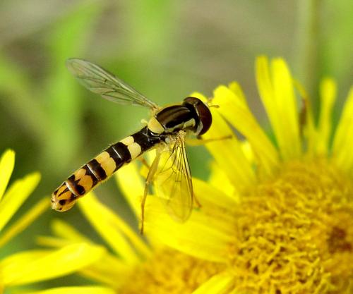 Réf. 18 027 : Sphaerophoria scripta